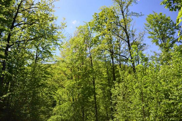 春季山毛榉森林和新鲜的光绿色的植物的叶子