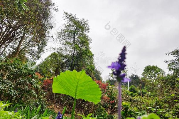 花采用指已提到的人花园