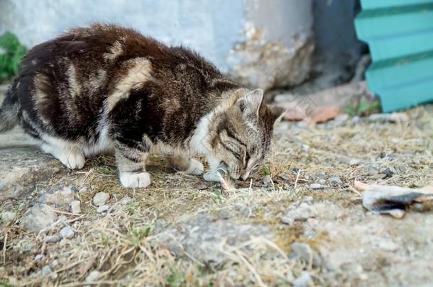 漂亮的国家多色<strong>猫吃鱼</strong>和欲望向指已提到的人grocer食品商