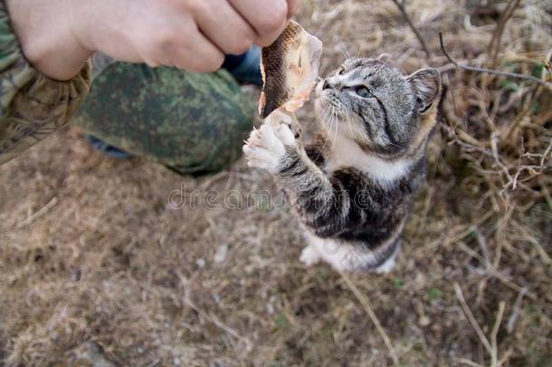 漂亮的国家多色<strong>猫吃鱼</strong>和欲望向指已提到的人grocer食品商