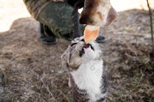 漂亮的国家多色猫吃鱼和欲望向指已提到的人grocer食品商