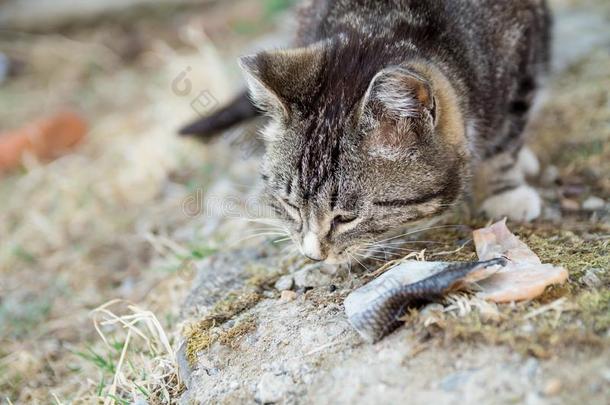 漂亮的国家多色<strong>猫吃鱼</strong>和欲望向指已提到的人grocer食品商