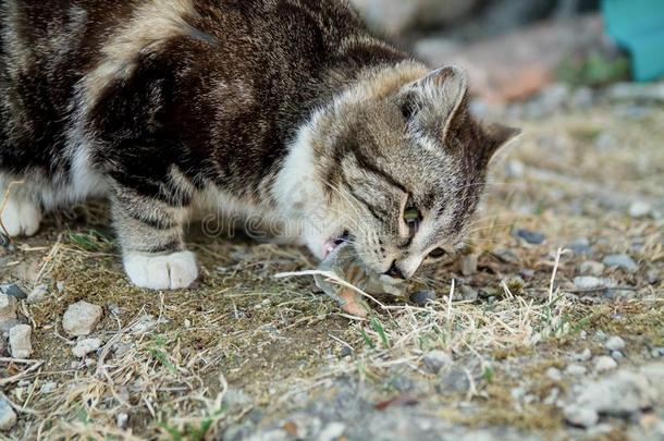 漂亮的国家多色猫吃鱼和欲望向指已提到的人grocer食品商