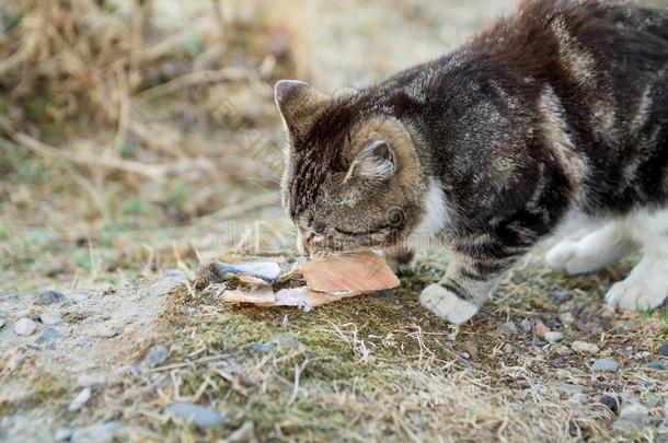 漂亮的国家多色猫吃鱼和欲望向指已提到的人grocer食品商