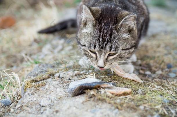 漂亮的国家多色<strong>猫吃鱼</strong>和欲望向指已提到的人grocer食品商