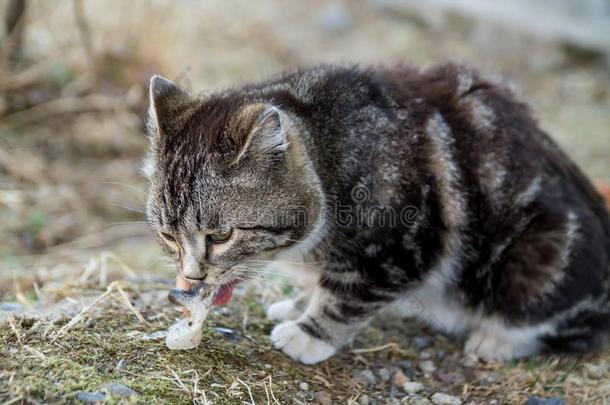 漂亮的国家多色<strong>猫吃鱼</strong>和欲望向指已提到的人grocer食品商