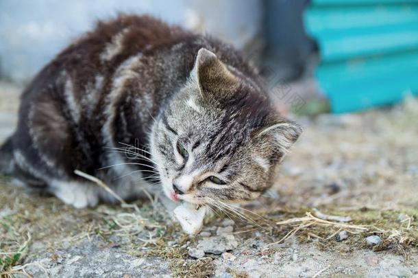 漂亮的国家多色猫吃鱼和欲望向指已提到的人grocer食品商