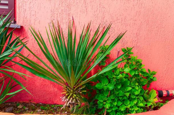 热带的红色的庭院墙和手掌树