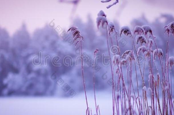 大气的冬雪风景和紫色的音