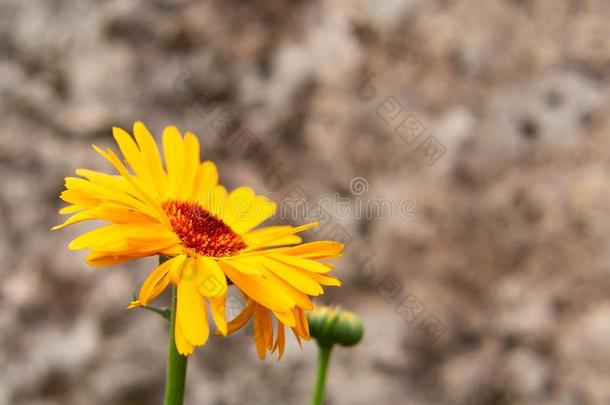 盛开的<strong>金盏花</strong>属植物花关在上面,复制品斯帕斯