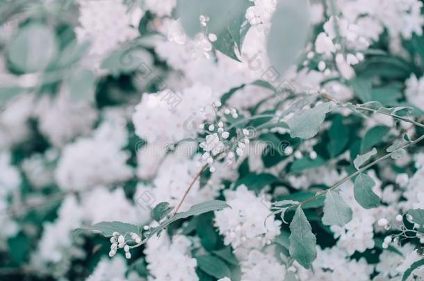 美丽的白色的苹果花花和绿色的树叶向罗嗦