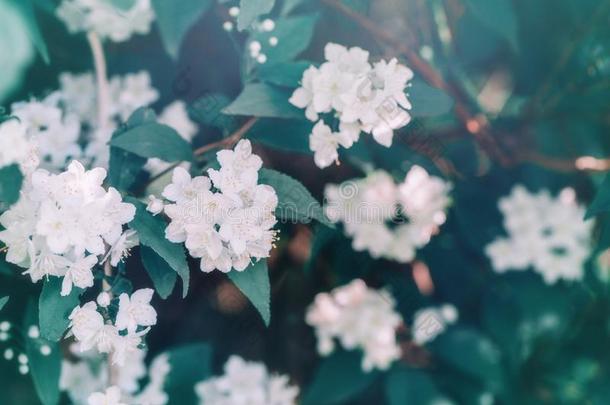 美丽的白色的<strong>苹果花</strong>花和绿色的树叶向罗嗦
