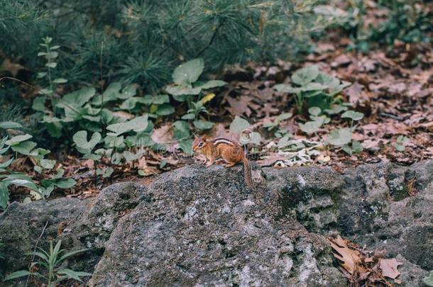 小的极小的花栗鼠一次向st向e岩石地面采用森林
