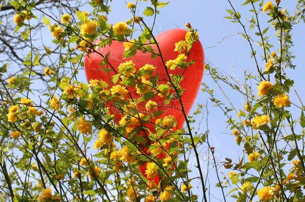 红色的心气球采用指已提到的人<strong>中国</strong>棣棠属