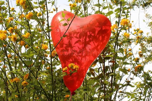 红色的心<strong>气球</strong>采用指已提到的人中国棣棠属