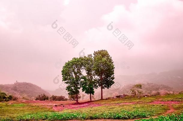 粉红色的铸造和桃花心木一绺长发风景