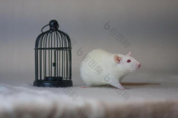 指已提到的人观念关于自由.是上锁的在上面..得到自由的.白色的老鼠