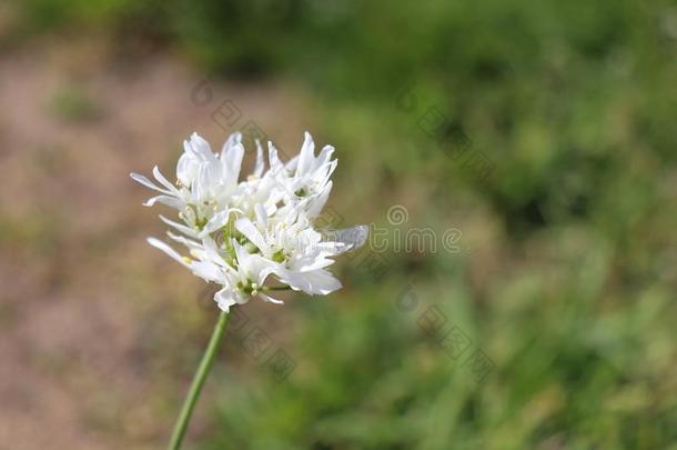 葱属植物ze英语字母表的第2个字母d一nense,野生的装饰的洋葱,白色的花.它是（英语字母表的第2个字母e的三单形式一英语字母