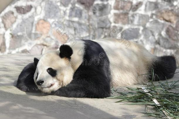 关在上面睡眠熊猫