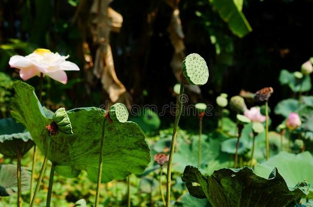 花萼关于莲花采用莲花莲花池塘背景