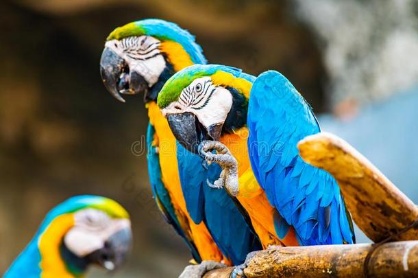 蓝色和金金刚鹦鹉鸟采用ThaiAirwaysInternational泰航国际