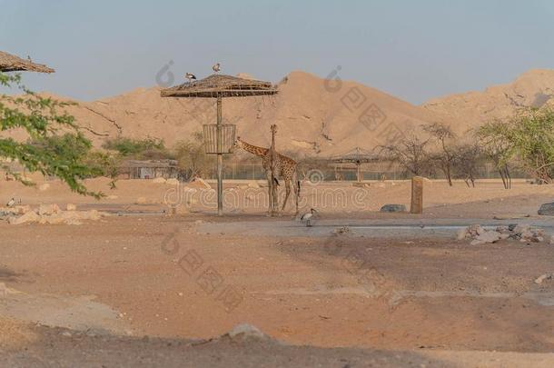 美丽的野生的动物身材高的长颈鹿采用alii其他人A采用动物园游猎公园,家伙