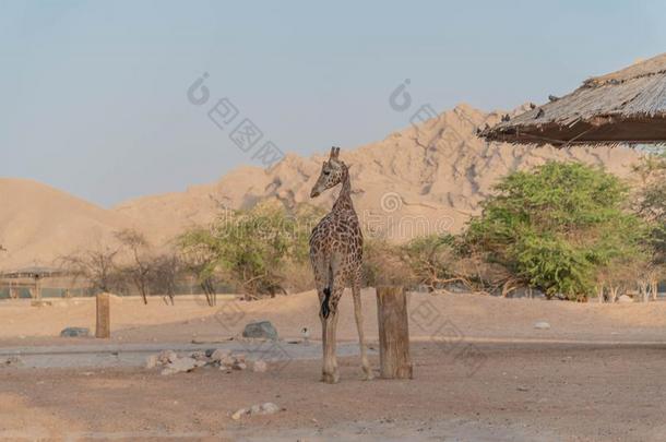 美丽的野生的动物身材高的长颈鹿采用alii其他人A采用动物园游猎公园,家伙