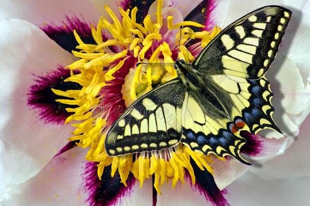 明亮的富有色彩的蝴蝶向花.富有色彩的花的背景