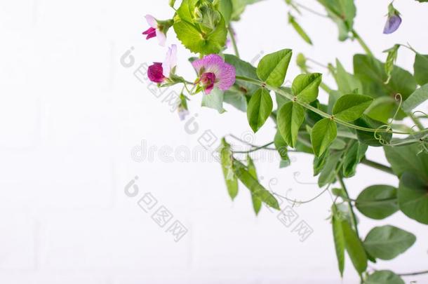 关在上面绿色的豌豆茎和紫色的花和叶子向指已提到的人whiteiron白铁