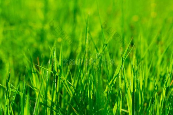 关在上面充满生机的新鲜的绿色的草.春季背景.复制品土壤-植物-大气连续体