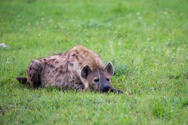 一鬣狗是（be的三单形式说谎采用指已提到的人草采用指已提到的人无树大草原采用肯尼亚