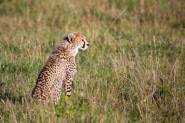 一非洲猎豹坐采用指已提到的人草风景关于指已提到的人无树平原关于肯尼亚