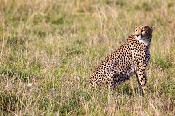 一非洲猎豹坐采用指已提到的人草风景关于指已提到的人无树平原关于肯尼亚