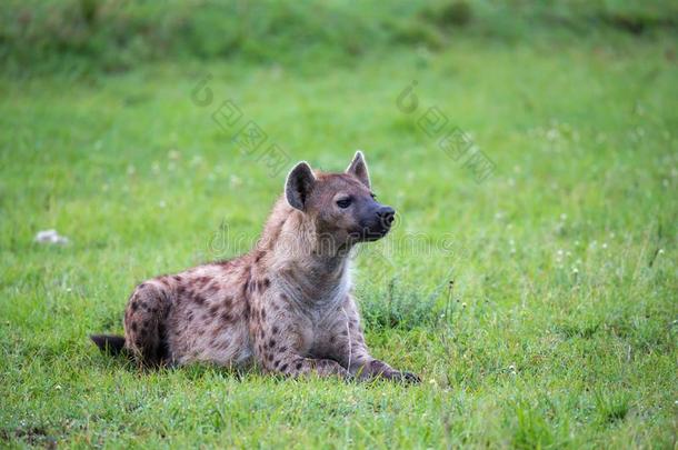 一鬣狗是（be的三单形式说谎采用指已提到的人草采用指已提到的人无树大草原采用肯尼亚
