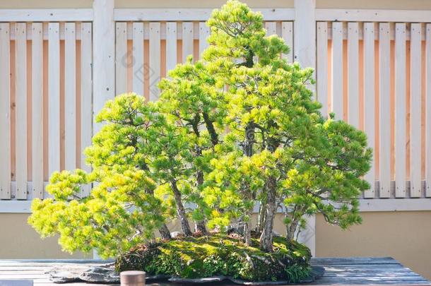 日本人盆景树采用奥米亚盆景村民