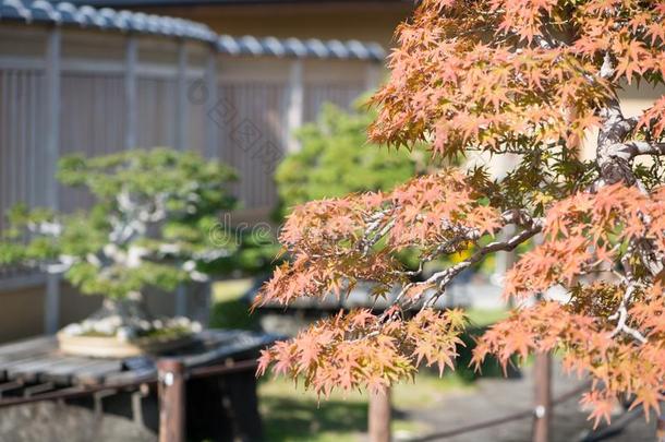 日本人枫树盆景树叶采用秋季节奥米亚盆景别墅