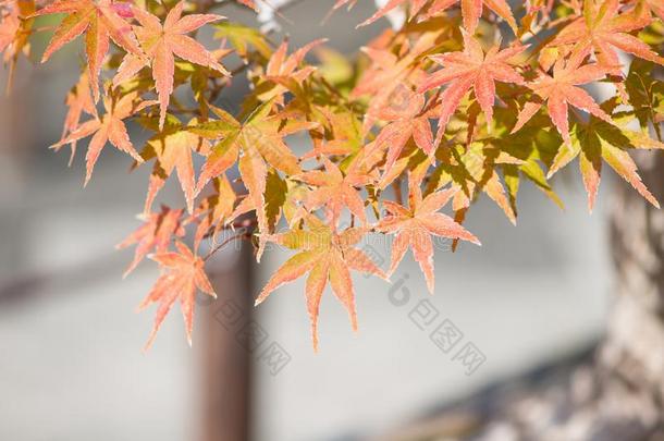 日本人枫树盆景树叶采用秋季节奥米亚盆景别墅