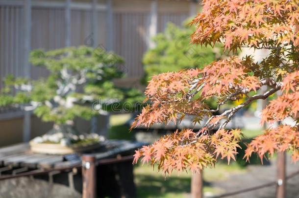 日本人枫树盆景树叶采用秋季节奥米亚盆景别墅