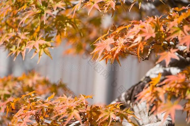 日本人枫树盆景树叶采用秋季节奥米亚盆景别墅