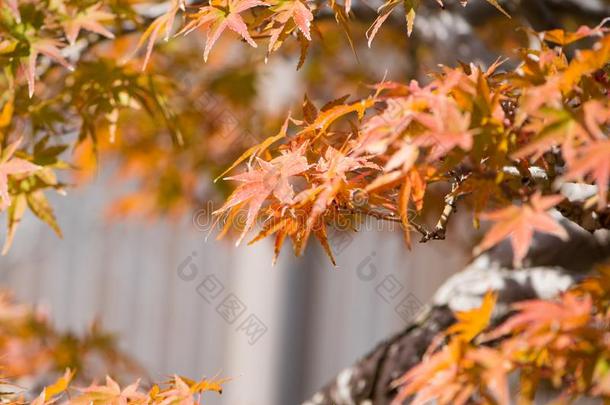 日本人枫树盆景树叶采用秋季节奥米亚盆景别墅