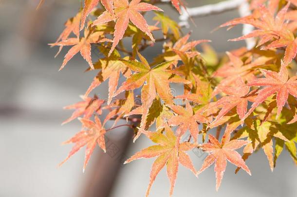 日本人枫树盆景树叶采用秋季节奥米亚盆景别墅