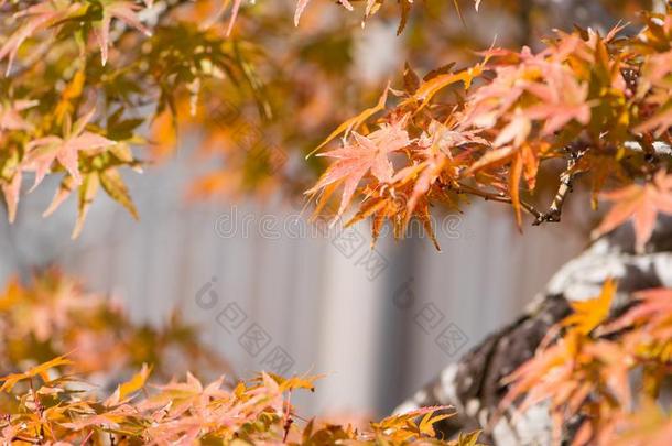 日本人枫树盆景树叶采用秋季节奥米亚盆景别墅