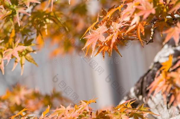 日本人枫树盆景树叶采用秋季节奥米亚盆景别墅