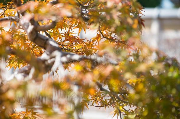 日本人枫树盆景树叶采用秋季节奥米亚盆景别墅