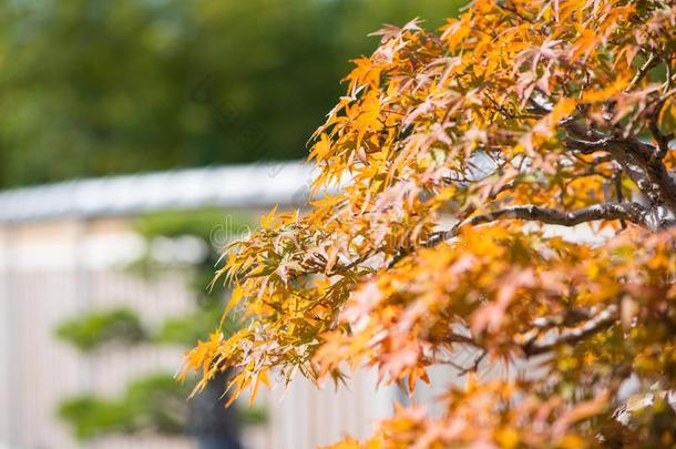 日本人枫树盆景树叶采用秋季节奥米亚盆景别墅