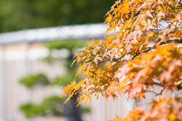 日本人枫树盆景树叶采用秋季节奥米亚盆景别墅