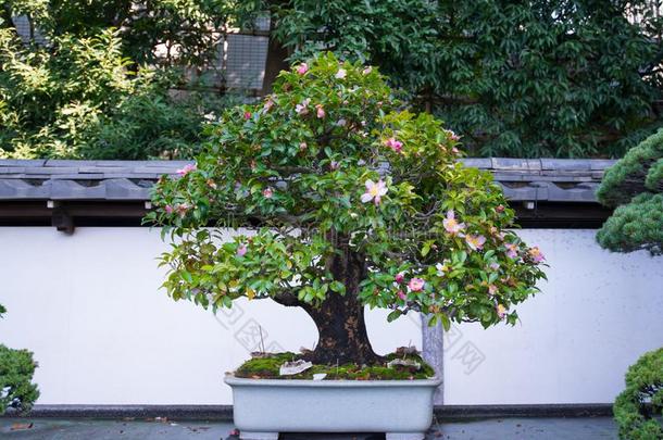 日本人盆景树采用奥米亚盆景村民