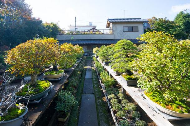 日本人盆景花园采用奥米亚盆景村民