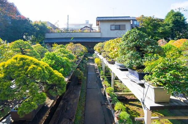 日本人盆景花园采用奥米亚盆景村民