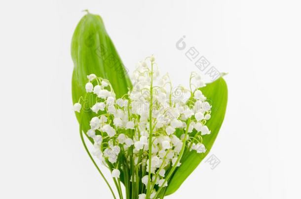 利利Elizabeth的昵称关于指已提到的人山谷花和树叶花束隔离的向白色的